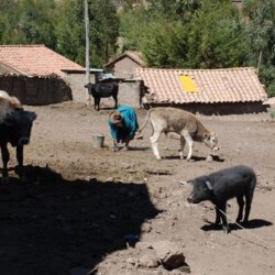 Huama 2009
